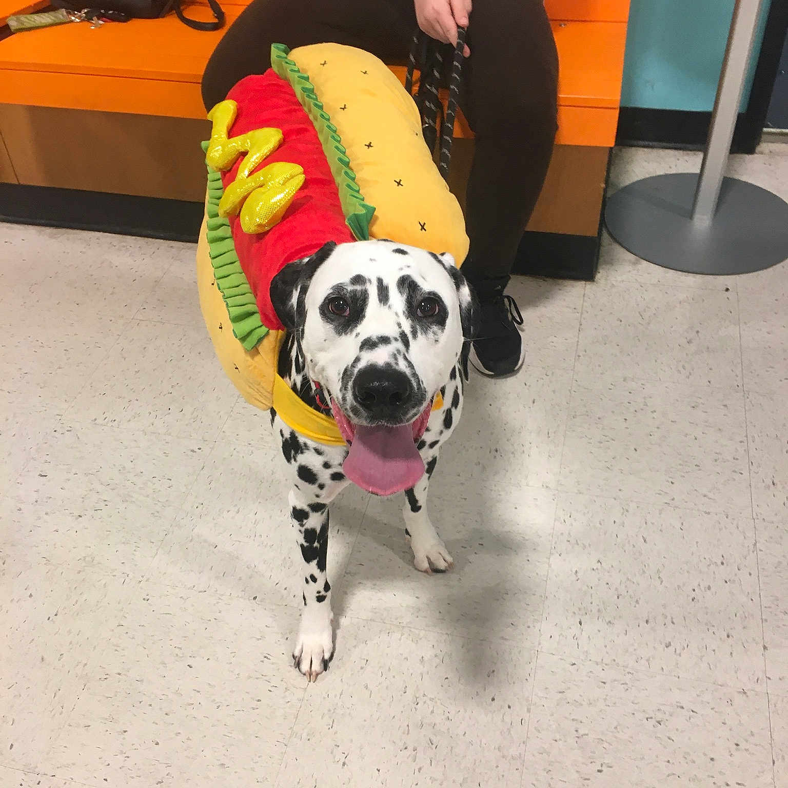 Riley joined the competition — help win amazing prizes! bag, carnivore, chair, collar, companion_dog, couch, dog, dog_breed, dog_clothes, dog_supply, fawn, floor, flooring, leash, leg, luggage_and_bags, pet_supply, snout, working_animal, yellow