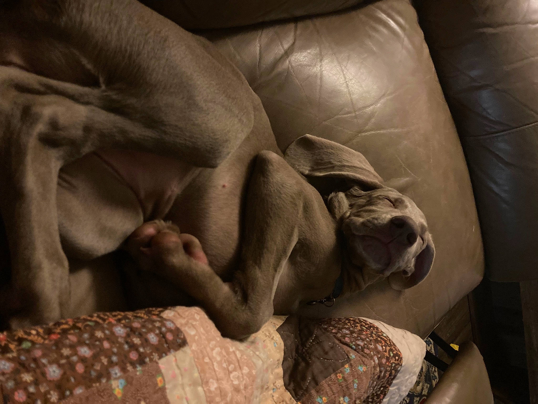 Rayne is registered to the contest to win money with this photo: art, bedding, carnivore, comfort, companion_dog, couch, dog, dog_breed, fawn, flesh, flooring, fur, human_leg, linens, pattern, pillow, room, visual_arts, wood, working_animal