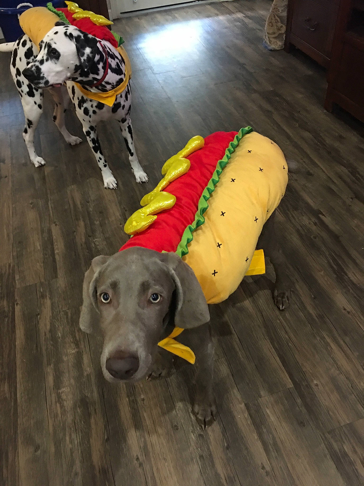 Rayne joined the competition — help win amazing prizes! canidae, carnivore, companion_dog, dalmatian, dog, dog_breed, dog_clothes, dog_supply, fashion_accessory, fawn, floor, flooring, hardwood, personal_protective_equipment, pet_supply, snout, sporting_group, tail, wood, working_animal