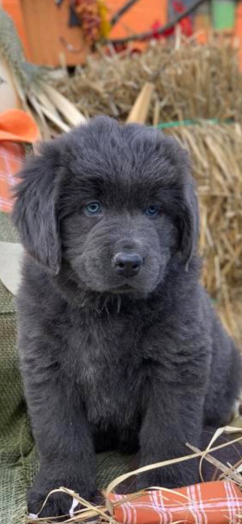 Blu joined the competition — help win amazing prizes! agriculture, ancient_dog_breeds, black, canidae, carnivore, companion_dog, dog, dog_breed, fur, grass_family, grey, hay, snout, sporting_group, straw, terrestrial_animal, textile, vertebrate, working_animal, working_dog