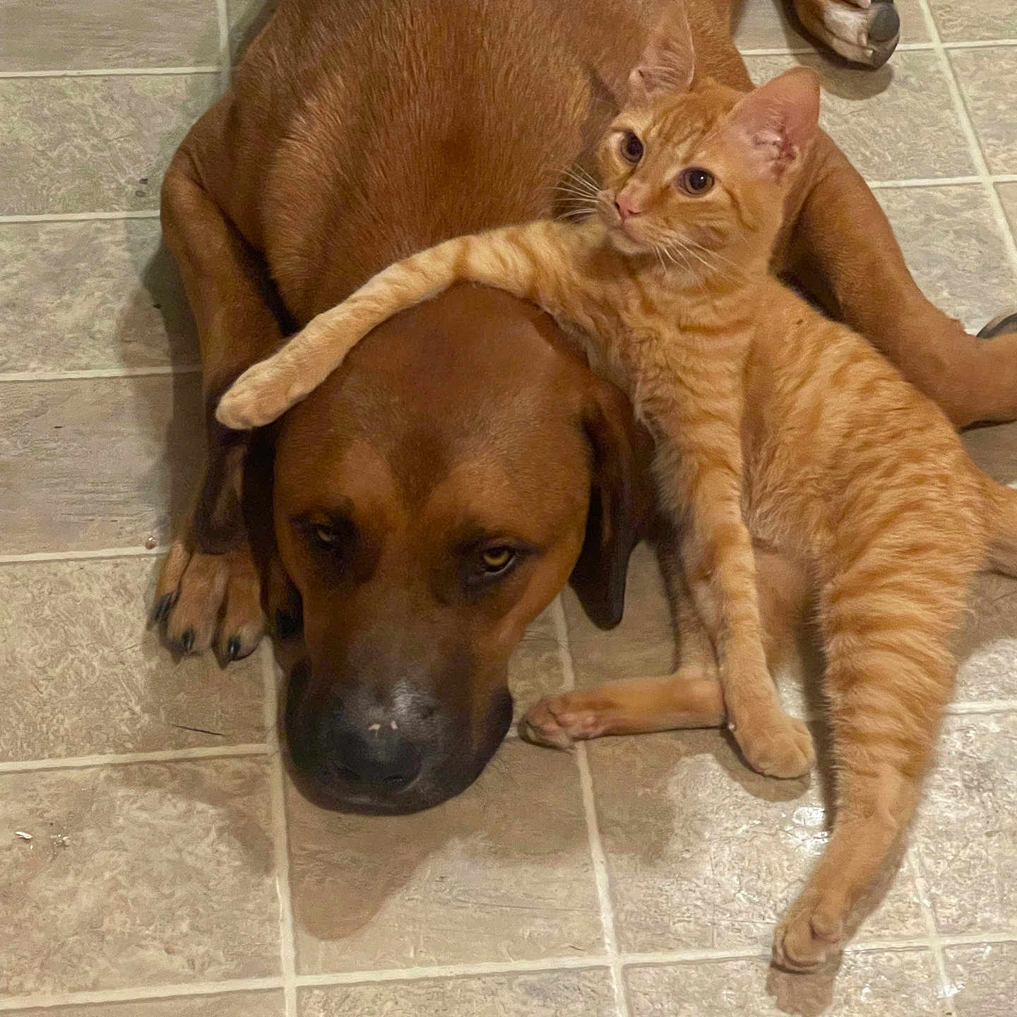 Rocco joined the competition — help win amazing prizes! affection, animal, brown_dog, canine, cat, companion, cute, dog, domestic_animal, feline, floor, friendship, ginger_cat, indoor, lying_down, paw, pet, relaxed, resting, tile_floor