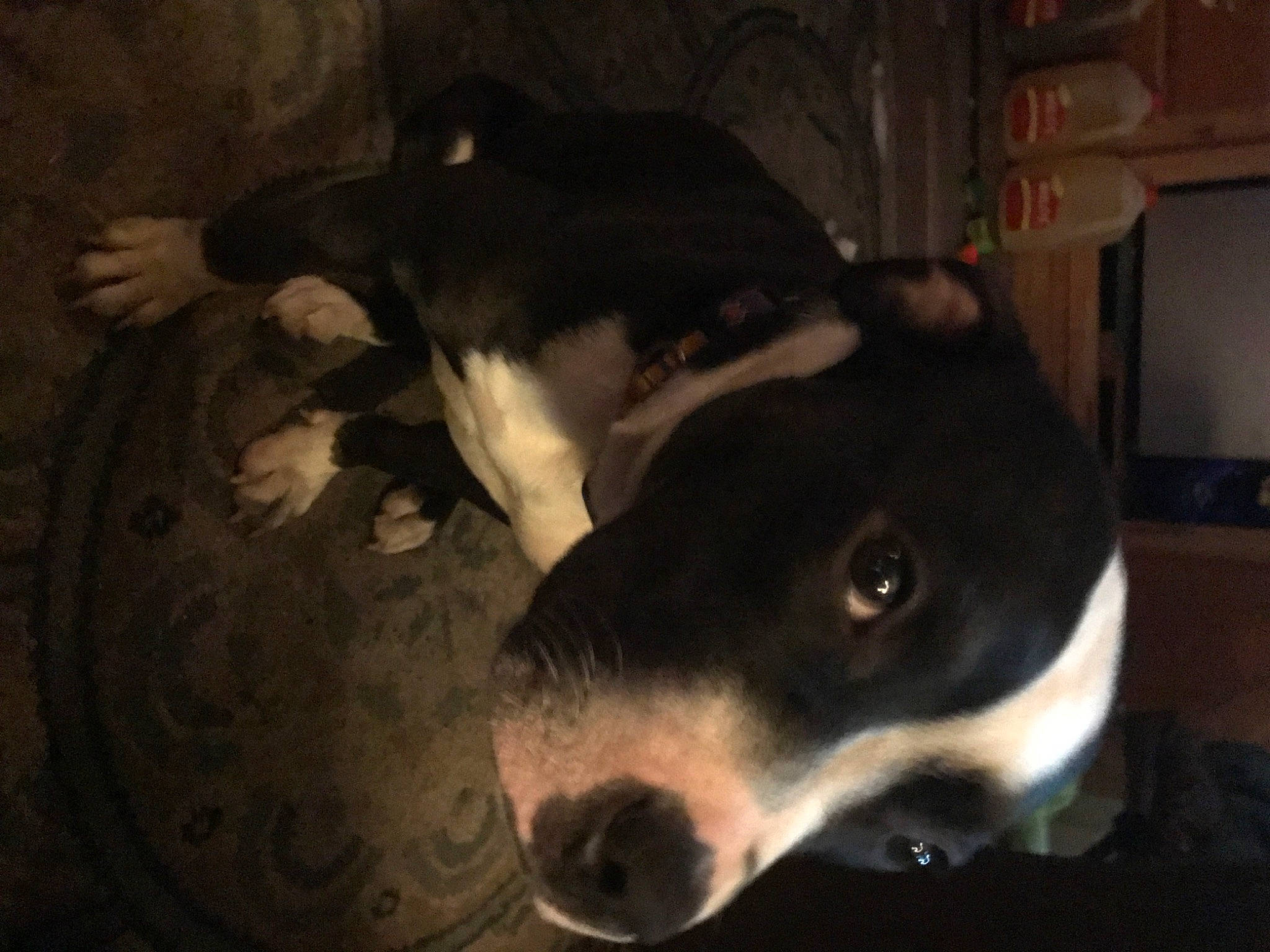 Athena is registered to the contest to win money with this photo: canidae, carnivore, companion_dog, darkness, dog, dog_breed, fawn, fur, jaw, non_sporting_group, pet_supply, snout, sporting_group, tail, terrestrial_animal, whiskers, working_animal