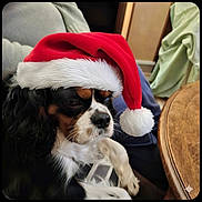 Toro a rejoint le concours — aidez-le/la à gagner de superbes lots ! animal, black, brown, canine, christmas, couch, cozy, dog, domestic_animal, fur, furniture, holiday, home, indoor, pet, relaxed, resting, santa_hat, table, white