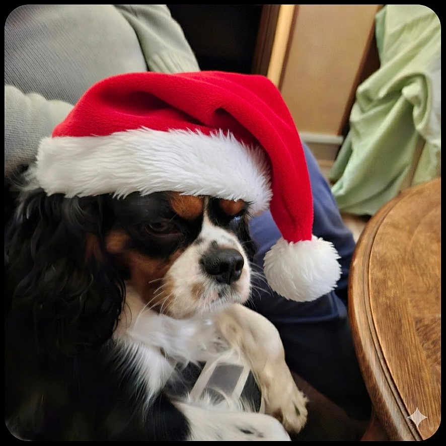 Toro a rejoint le concours — aidez-le/la à gagner de superbes lots ! animal, black, brown, canine, christmas, couch, cozy, dog, domestic_animal, fur, furniture, holiday, home, indoor, pet, relaxed, resting, santa_hat, table, white