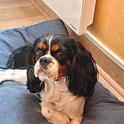 Viko participe au concours pour gagner de l'argent avec cette photo : animal, black, brown, cavalier_king_charles_spaniel, companion, cushion, cute, dog, domestic, floor, fur, indoor, laying, long_ears, pet, portrait, relaxed, soft, wall, white