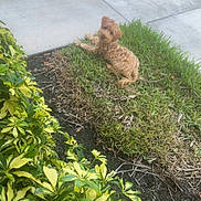 Melo is registered to the contest to win money with this photo: dog, grass, sidewalk, plants, greenery, yellow_leaves, outdoor, pet, canine, small_dog, curly_fur, nature, sunlight, relaxing, ground, shrubbery, yard, daytime, mammal, fur