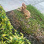 dog, grass, sidewalk, plants, greenery, yellow_leaves, outdoor, pet, canine, small_dog, curly_fur, nature, sunlight, relaxing, ground, shrubbery, yard, daytime, mammal, fur
