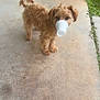 Melo joined the competition — help win amazing prizes! dog, puppy, fluffy, small_dog, concrete, porch, grass, cup, disposable_cup, funny, pet, animal, outdoor, snout, curious, standing, brown_fur, ears, tail, daylight