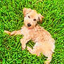 Melo is registered to the contest to win money with this photo: dog, puppy, grass, outdoor, pet, animal, lying_down, cute, fur, nature, green, relaxed, small_dog, playful, summer, collar, looking_up, young, fluffy, companion