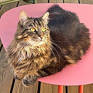 Happy a rejoint le concours — aidez-le/la à gagner de superbes lots ! cat, tabby, fluffy, pet, animal, feline, relaxed, table, pink_table, wooden_deck, sunlight, outdoor, whiskers, ears, fur, golden_eyes, domestic_cat, resting, cute, cozy