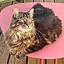 cat, tabby, fluffy, pet, animal, feline, relaxed, table, pink_table, wooden_deck, sunlight, outdoor, whiskers, ears, fur, golden_eyes, domestic_cat, resting, cute, cozy