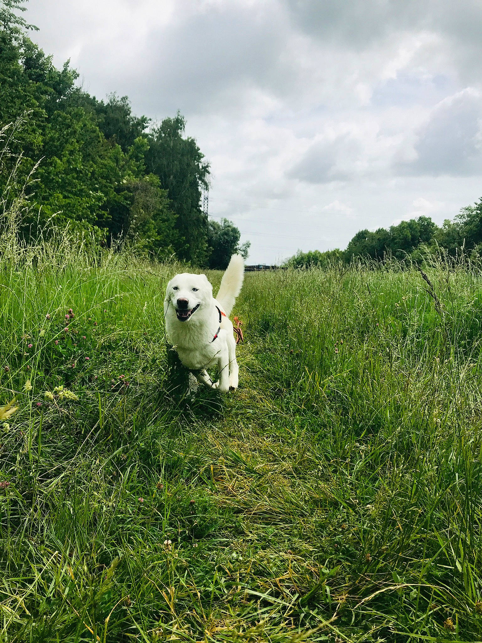 Lasko participe au concours pour gagner de l'argent avec cette photo : canidae, carnivore, companion_dog, dog, dog_breed, field, figurine, grass, grass_family, meadow, non_sporting_group, pasture, prairie, puppy, sporting_group, stuffed_toy, toy, toy_dog, working_animal, working_dog