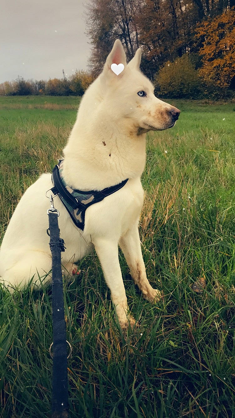 Lasko a rejoint le concours — aidez-le/la à gagner de superbes lots ! berger_blanc_suisse, canidae, carnivore, collar, companion_dog, dog, dog_breed, dog_collar, dog_supply, grass_family, grassland, korean_jindo_dog, meadow, pet_supply, prairie, sporting_group, tail, white_shepherd, working_animal, working_dog