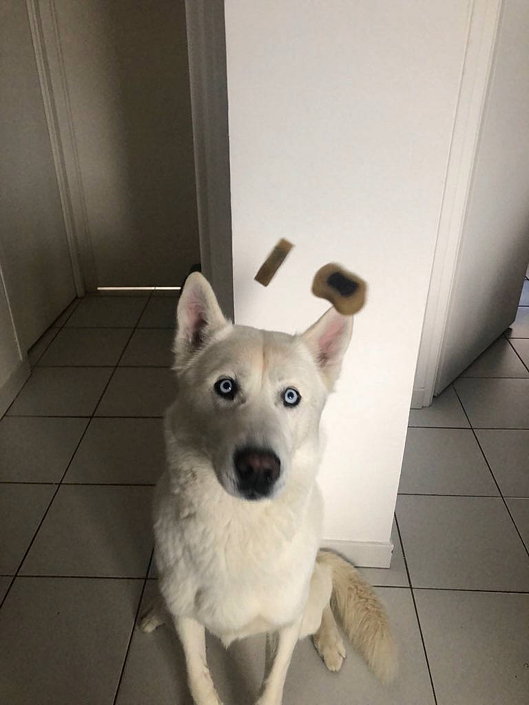 Lasko participe au concours pour gagner de l'argent avec cette photo : canidae, carnivore, collar, companion_dog, dog, dog_breed, dog_supply, door, fixture, floor, flooring, home_door, pet_supply, snout, sporting_group, tail, tile, tile_flooring, working_animal, working_dog