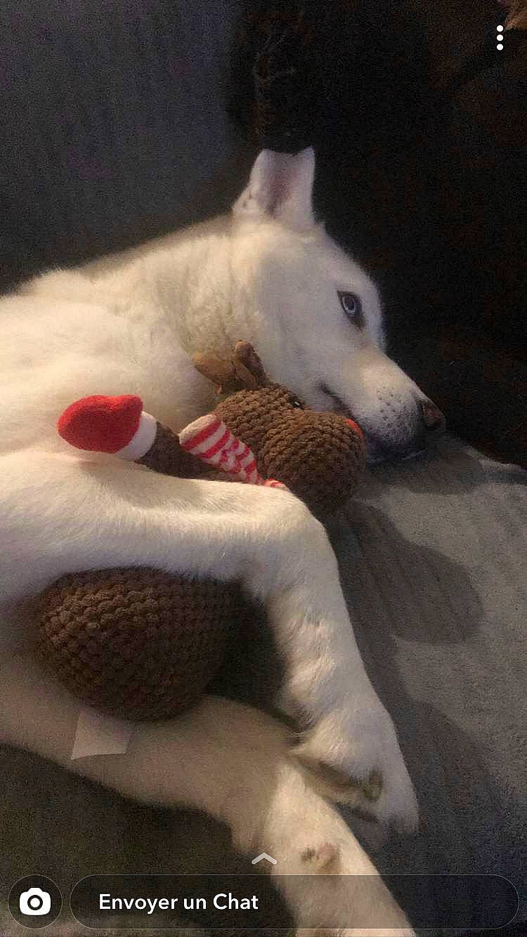Lasko participe au concours pour gagner de l'argent avec cette photo : bull_terrier, canidae, carmine, carnivore, companion_dog, dog, dog_breed, dog_supply, dog_toy, non_sporting_group, pet_supply, plush, snout, sporting_group, stuffed_toy, toy, vertebrate, white, working_animal, working_dog