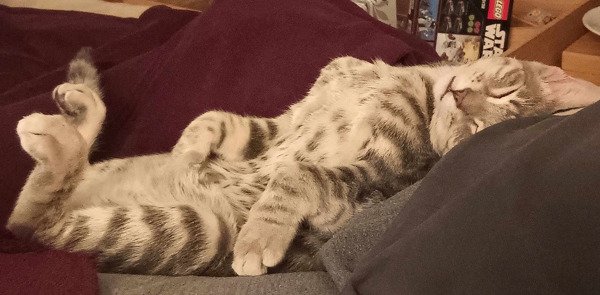 Mercury is registered to the contest to win money with this photo: cat, tabby, sleeping, relaxed, pet, indoor, feline, fur, striped, cozy, resting, paw, whiskers, closeup, soft, cute, animal, domestic, bedroom, comfort