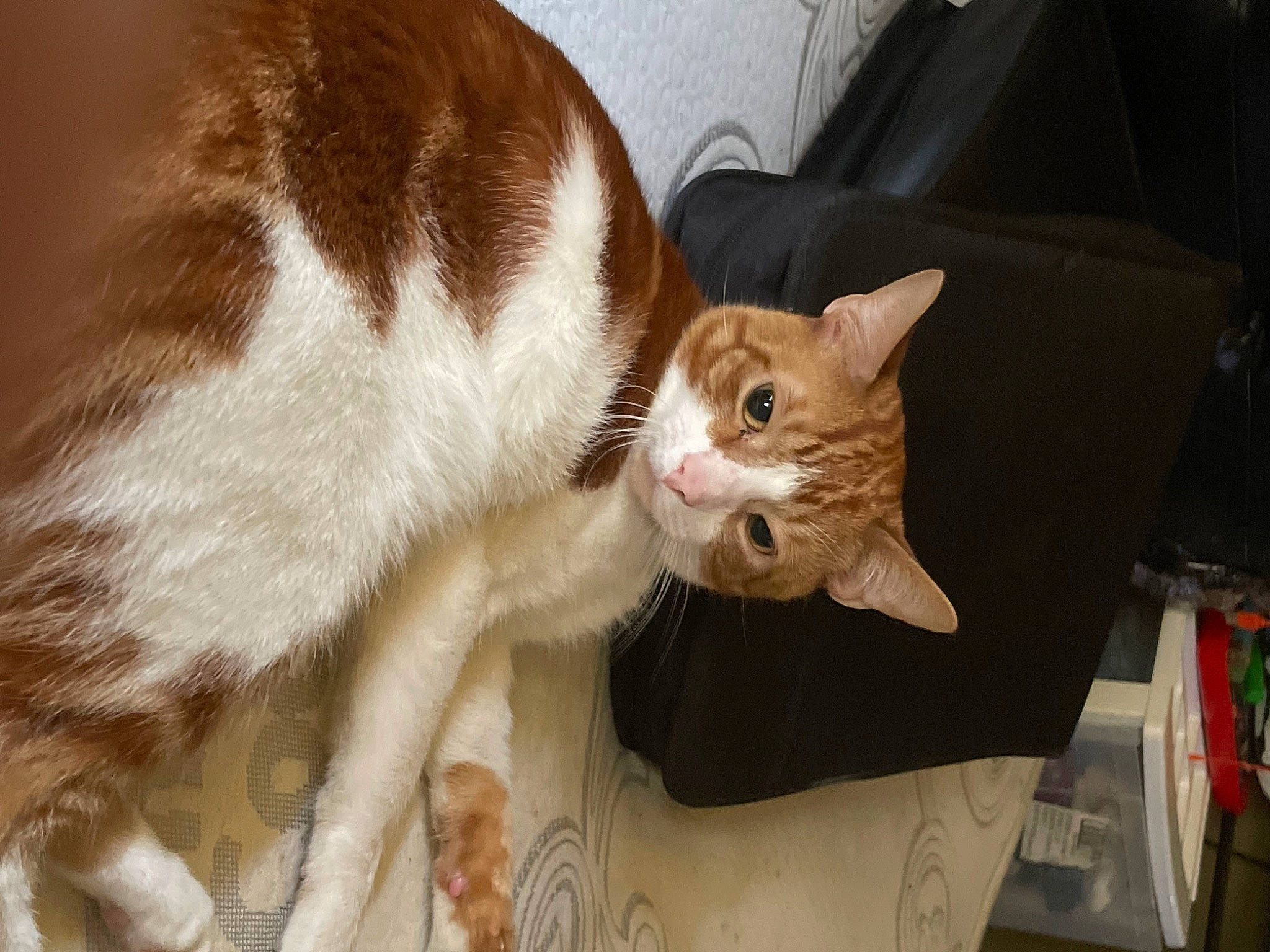 Kobe is registered to the contest to win money with this photo: box, carnivore, cat, claw, collar, comfort, domestic_short_haired_cat, fawn, felidae, fur, paw, small_to_medium_sized_cats, snout, tail, whiskers