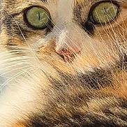 Vénus participe au concours pour gagner de l'argent avec cette photo : cat, calico, close_up, face, green_eyes, fur, whiskers, pet, animal, tabby, portrait, cute, domestic_cat, mammal, feline, looking, alert, ears, nose, soft