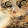cat, calico, close_up, face, green_eyes, fur, whiskers, pet, animal, tabby, portrait, cute, domestic_cat, mammal, feline, looking, alert, ears, nose, soft