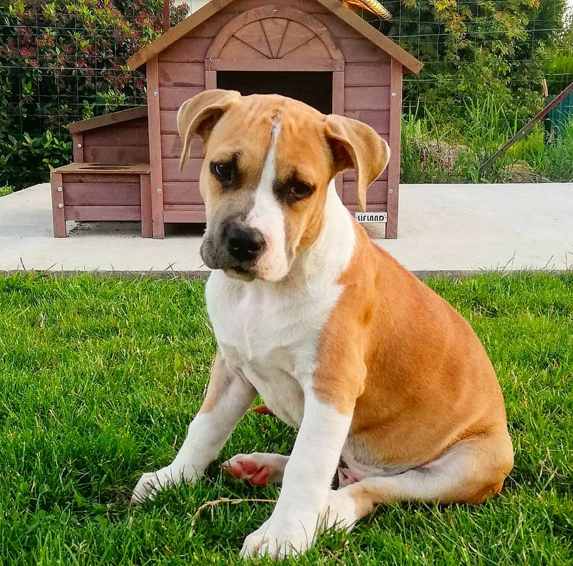 Harper a rejoint le concours — aidez-le/la à gagner de superbes lots ! ancient_dog_breeds, canidae, carnivore, companion_dog, dog, dog_breed, fawn, grass, molosser, non_sporting_group, plant, puppy, snout, sporting_group, tail, tree, whiskers, working_animal, working_dog, wrinkle