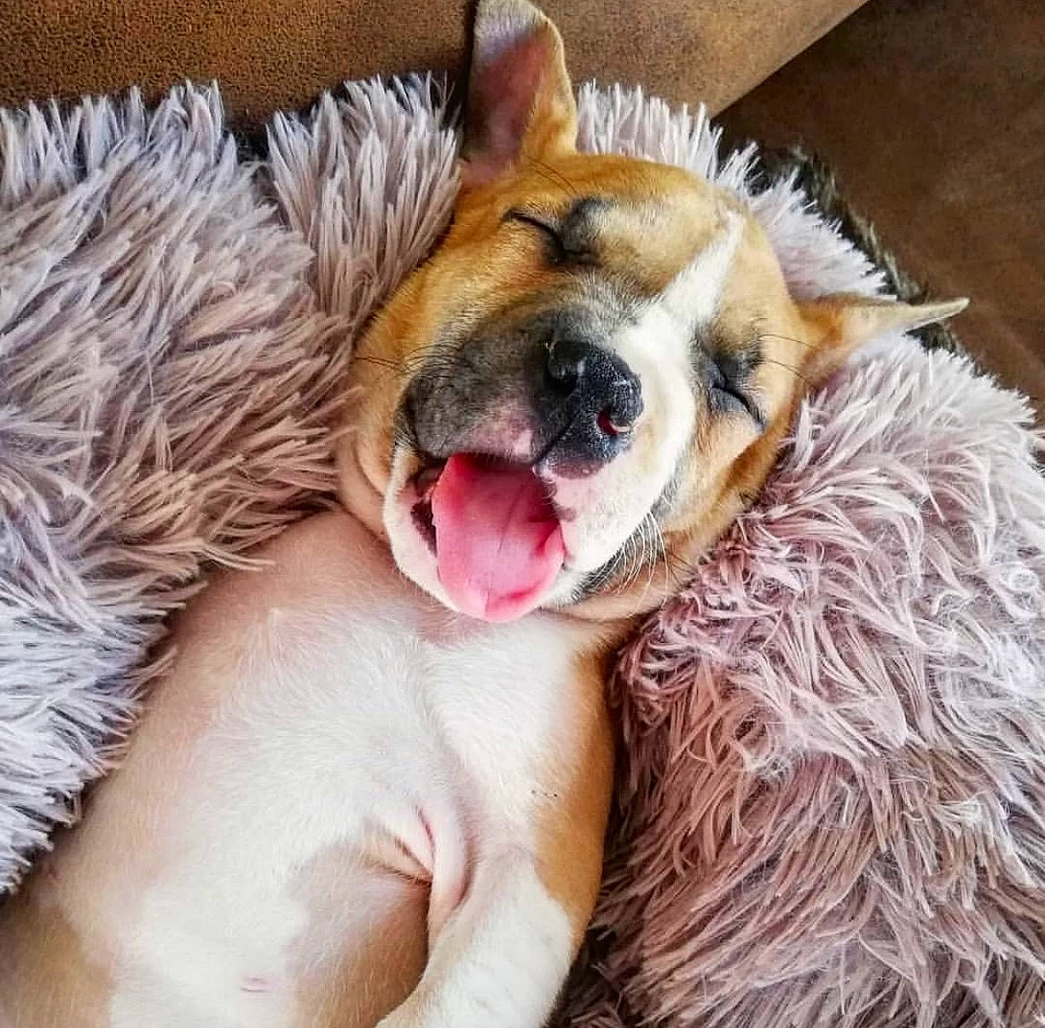 Harper participe au concours pour gagner de l'argent avec cette photo : canidae, carnivore, comfort, companion_dog, dog, dog_bed, dog_breed, fang, fawn, felidae, foot, fur, gesture, jaw, nap, paw, snout, sporting_group, whiskers, yawn