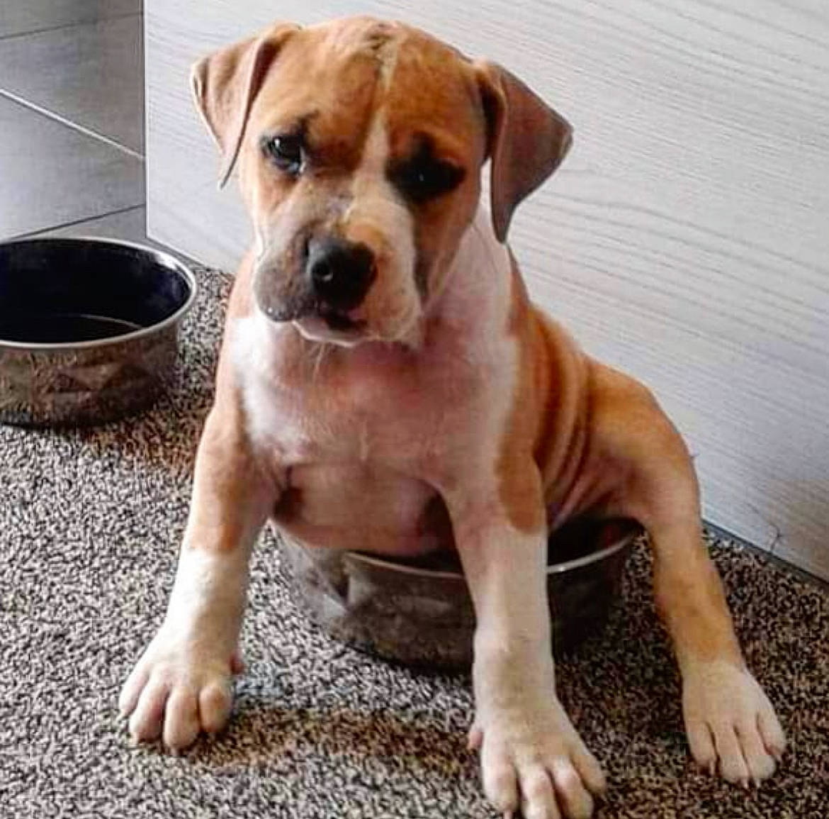 Harper participe au concours pour gagner de l'argent avec cette photo : ancient_dog_breeds, carnivore, collar, companion_dog, dog, dog_breed, dog_collar, fawn, liver, molosser, paw, puggle, puppy_love, tail, terrestrial_animal, toy_dog, whiskers, wood, working_animal, working_dog