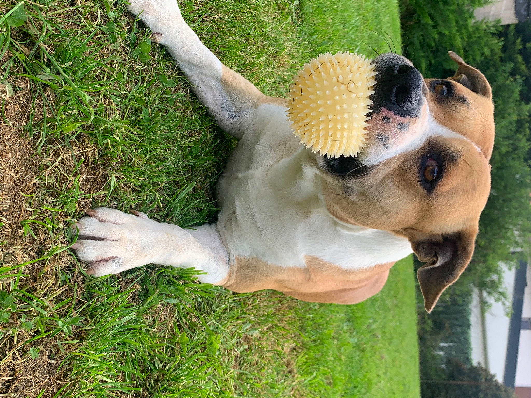 Harper participe au concours pour gagner de l'argent avec cette photo : canidae, carnivore, collar, companion_dog, dog, dog_breed, dog_collar, dog_supply, fawn, gesture, grass, pet_supply, plant, snout, sporting_group, tail, terrestrial_animal, tree, whiskers, working_animal