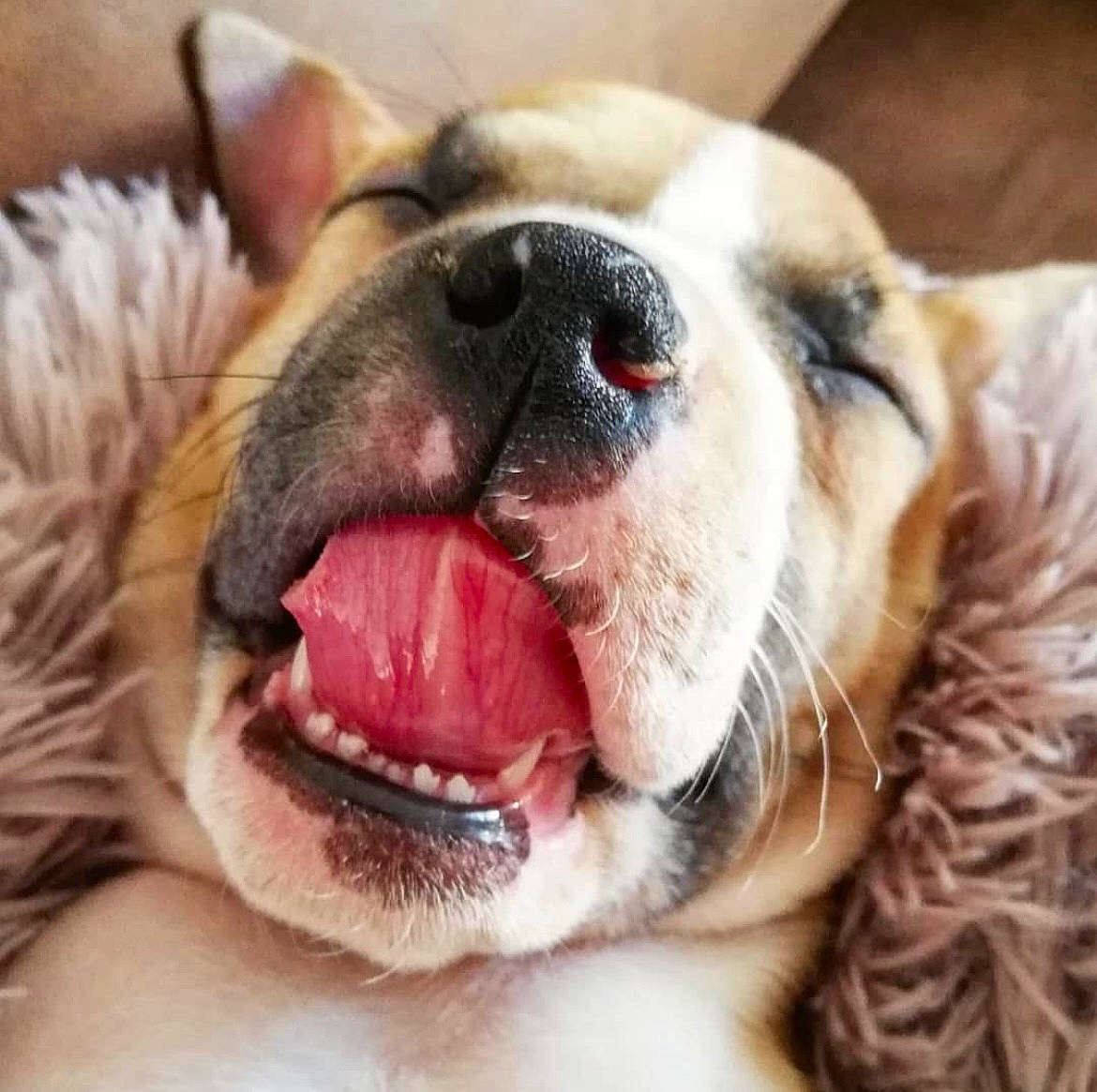 Harper a rejoint le concours — aidez-le/la à gagner de superbes lots ! carnivore, companion_dog, dog, dog_breed, ear, fang, fawn, happy, head, human_body, jaw, mammal, nose, smile, snout, tongue, vertebrate, whiskers, working_animal, yawn