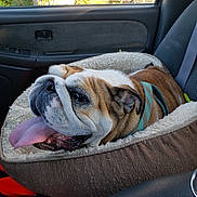 Nola is registered to the contest to win money with this photo: bulldog, dog, pet, car, car_interior, dog_bed, tongue_out, seatbelt, window, sunlight, outdoor_view, trees, fence, collar, resting, happy, animal, canine, cozy, travel
