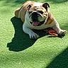 Nola is registered to the contest to win money with this photo: bulldog, dog, pet, animal, outdoor, sunlight, green_turf, shadow, tongue_out, happy, laying_down, grass, nature, canine, summer, daylight, playful, relaxed, mammal, companion