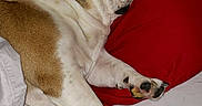 Nola joined the competition — help win amazing prizes! bulldog, dog, sleeping, bed, pillow, quilt, blanket, indoor, resting, pet, canine, fur, snout, paw, comfort, cozy, animal, relaxing, domestic, cute