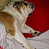 bulldog, dog, sleeping, bed, pillow, quilt, blanket, indoor, resting, pet, canine, fur, snout, paw, comfort, cozy, animal, relaxing, domestic, cute