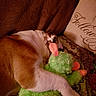 Nola is registered to the contest to win money with this photo: dog, sleeping, plush_toy, couch, blanket, brown, white, pet, indoor, cozy, resting, pillow, fabric, fur, animal, home, relaxing, soft, toy, snuggling