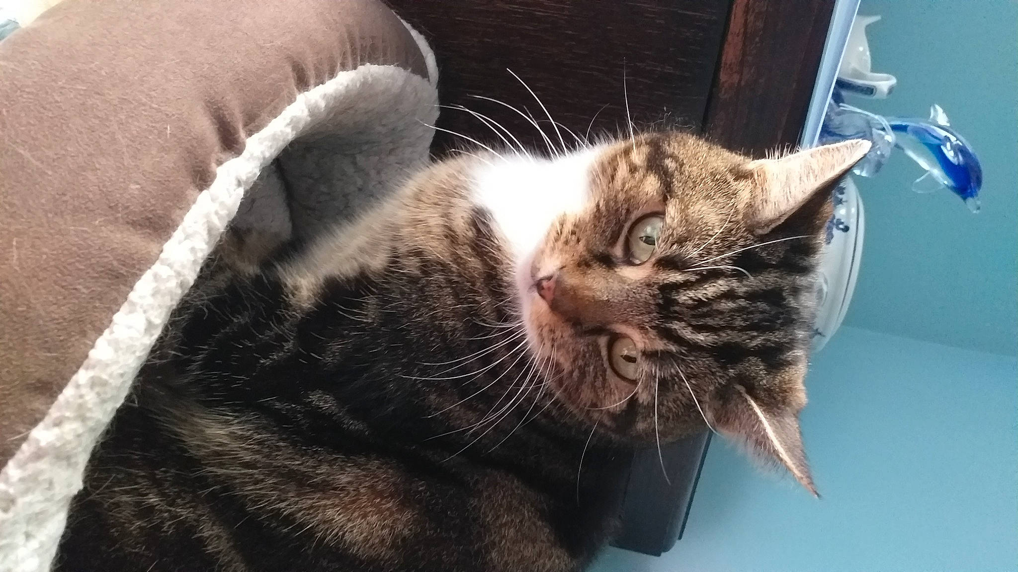 Jolee is registered to the contest to win money with this photo: carnivore, cat, claw, comfort, domestic_short_haired_cat, ear, felidae, fur, nap, paw, small_to_medium_sized_cats, snout, tail, whiskers