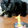 cat, black_cat, candle, number_1, bowl, food, table, indoor, curious, pet, animal, celebration, birthday, stick, feline, closeup, blurry, wooden_surface, orange, decor