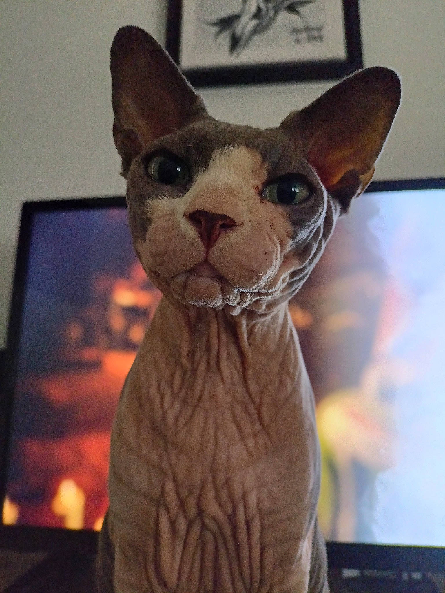 Floki a rejoint le concours — aidez-le/la à gagner de superbes lots ! animal_figure, brown, canidae, carnivore, companion_dog, cone, dog, dog_breed, ear, fawn, felidae, fur, liver, non_sporting_group, small_to_medium_sized_cats, snout, terrestrial_animal, toy, whiskers, working_animal