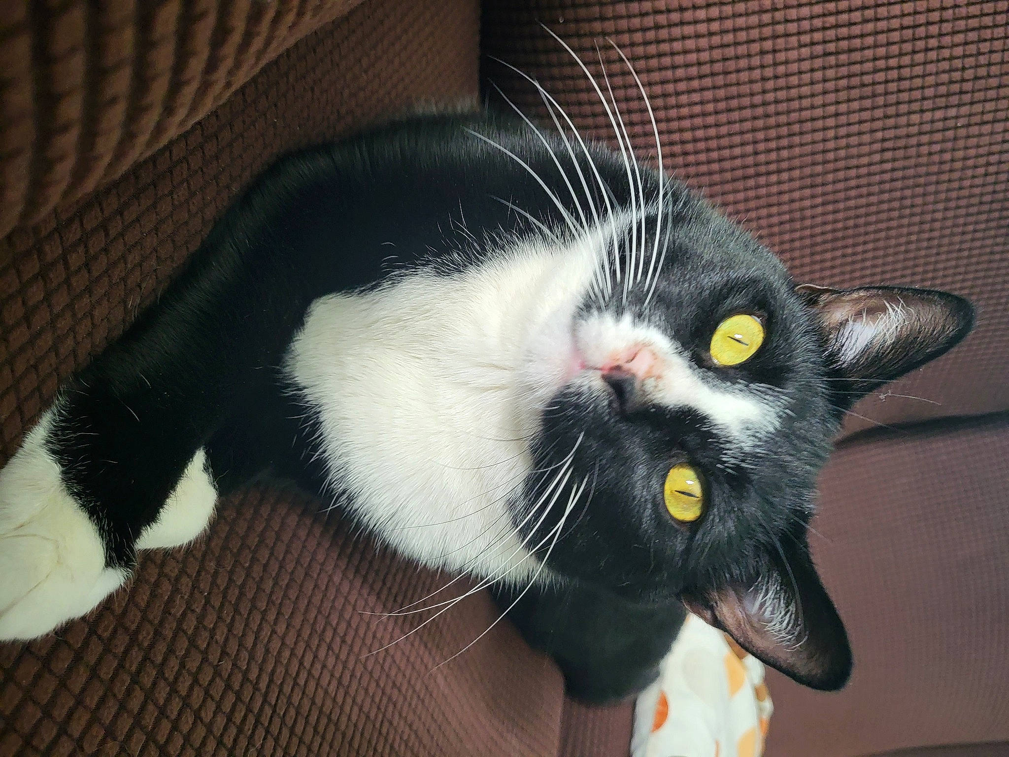 Luka is registered to the contest to win money with this photo: black_cat, carnivore, cat, claw, comfort, domestic_short_haired_cat, eye, fang, felidae, fur, paw, small_to_medium_sized_cats, snout, tail, whiskers, yawn