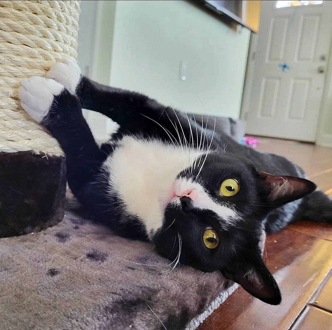 Luka joined the competition — help win amazing prizes! black_cat, bombay, cabinetry, carnivore, cat, claw, comfort, domestic_short_haired_cat, felidae, flooring, foot, fur, handwriting, hardwood, paw, plant, small_to_medium_sized_cats, snout, tail, whiskers