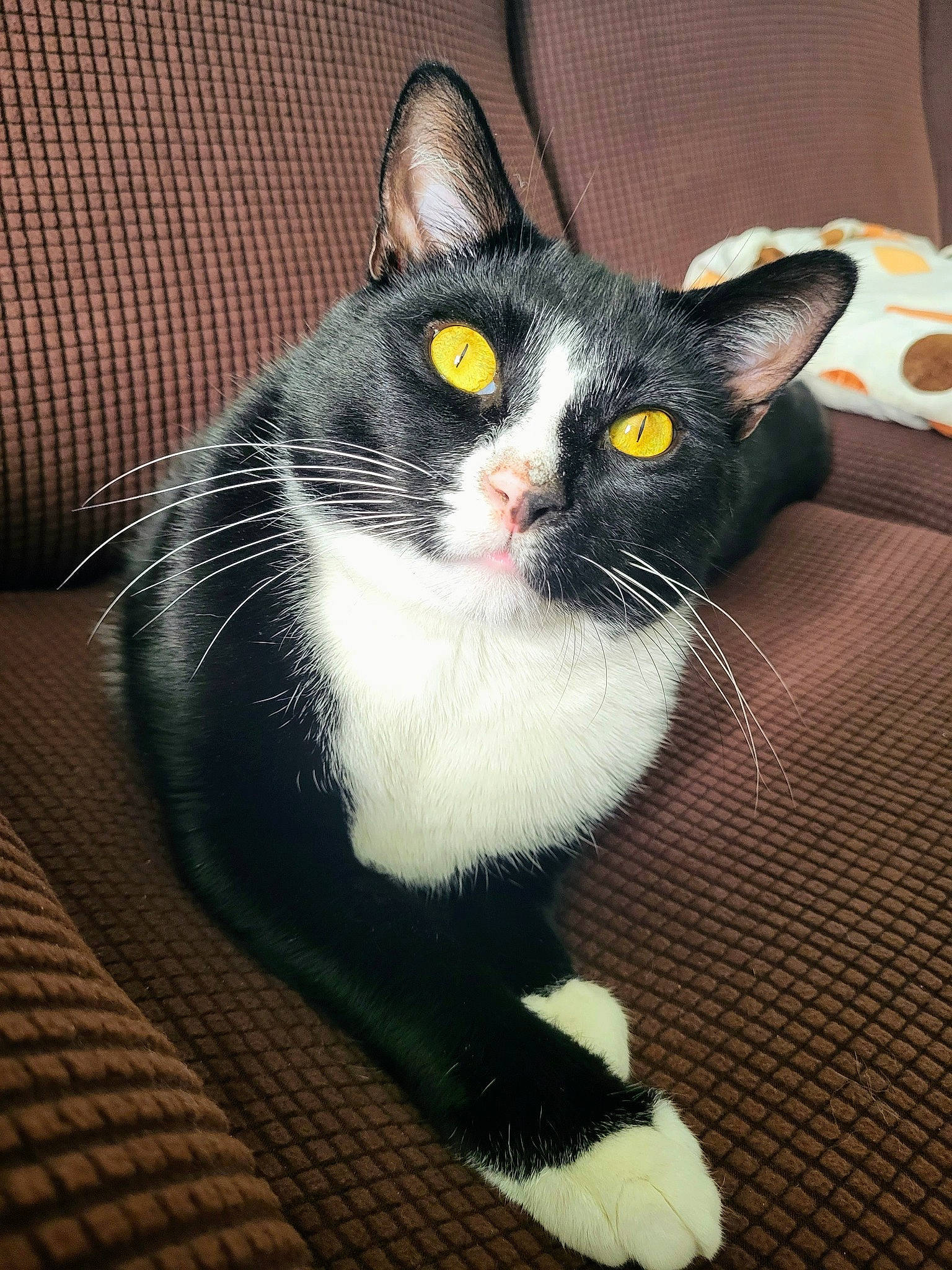 Luka is registered to the contest to win money with this photo: box, carnivore, cat, comfort, domestic_short_haired_cat, eye, felidae, fur, head, paw, sitting, small_to_medium_sized_cats, snout, tail, whiskers, window