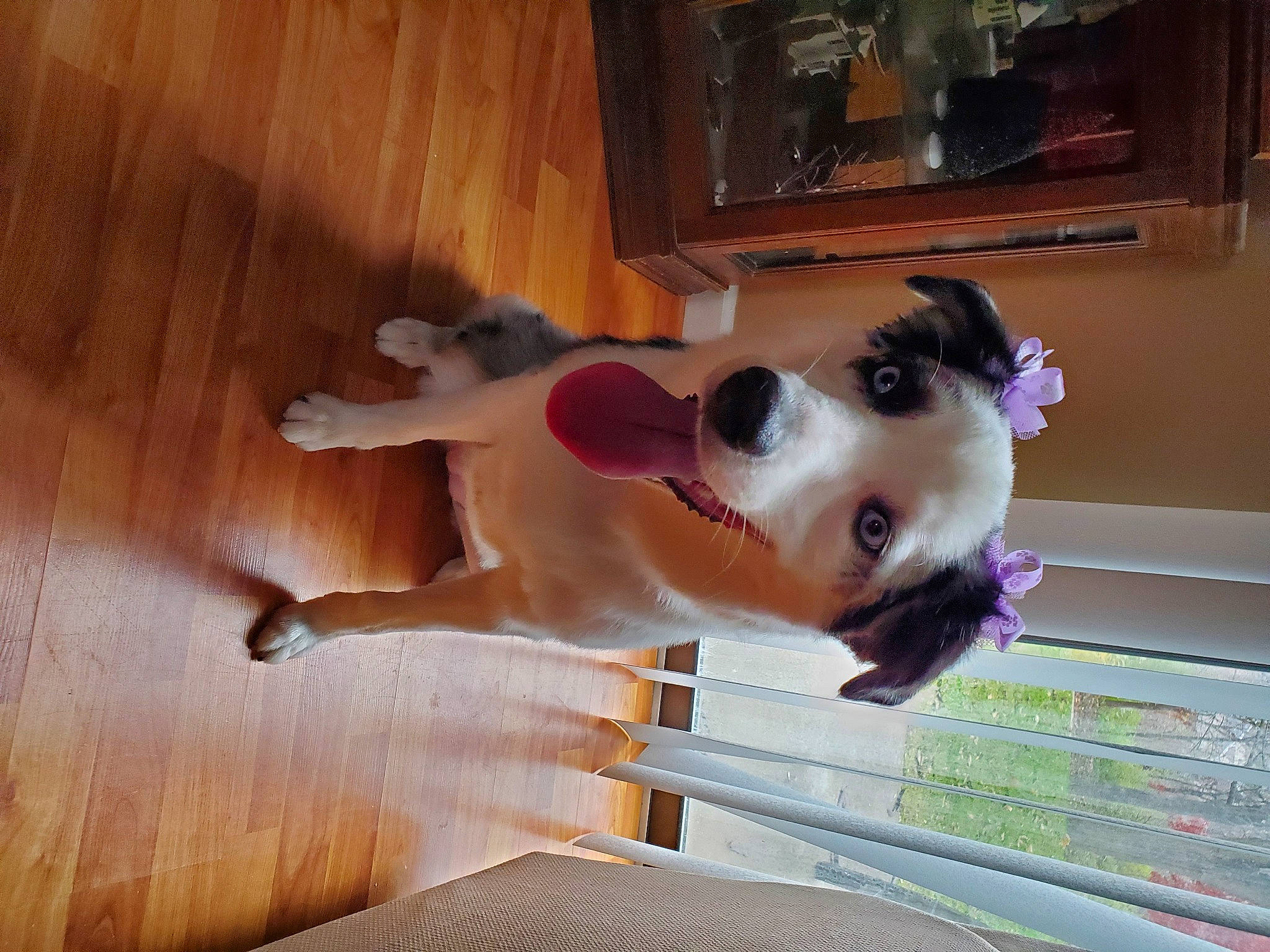 Fancy joined the competition — help win amazing prizes! carnivore, companion_dog, dog, dog_breed, eyewear, fawn, flooring, fur, happy, hardwood, picture_frame, room, snout, sunglasses, tail, varnish, window, wood, wood_flooring, wood_stain