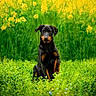 dog, black_dog, tan_markings, sitting, green_field, wildflowers, yellow_flowers, nature, outdoor, portrait, animal, grass, plants, spring, canine, flora, summer, bright, colorful, peaceful