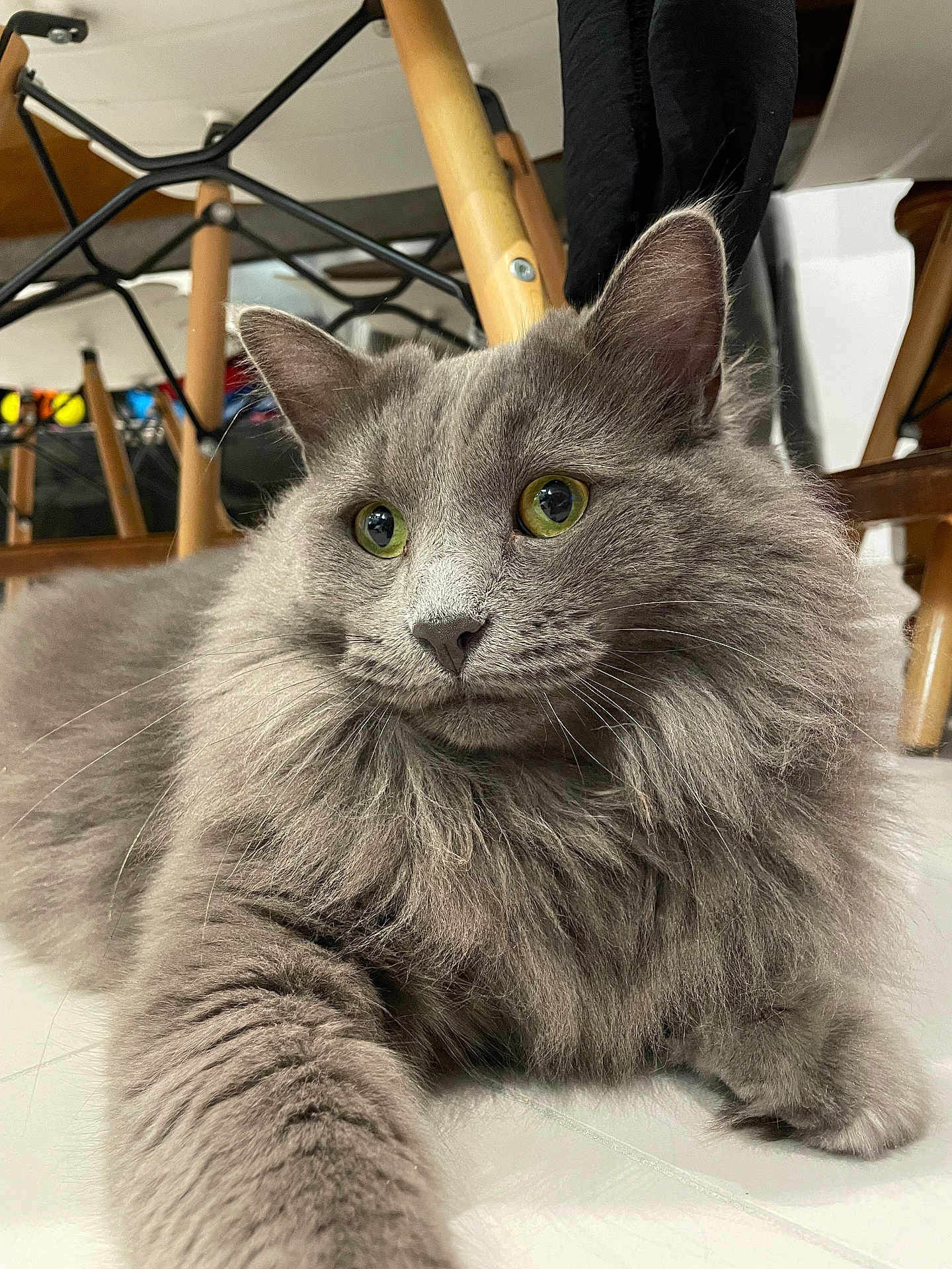 Switch participe au concours pour gagner de l'argent avec cette photo : cat, gray_cat, fluffy, indoor, floor, paw, furniture, chair_legs, curious, pet, animal, long_hair, relaxed, close_up, whiskers, eyes, home, domestic, mammal, cute