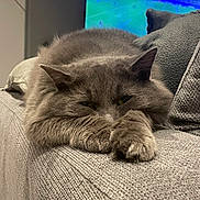 Switch participe au concours pour gagner de l'argent avec cette photo : cat, gray_cat, fluffy, couch, sofa, indoor, pet, relaxed, sleepy, paws, furniture, television, blurred_background, home, cozy, animal, resting, closeup, domestic_cat, feline