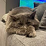 cat, gray_cat, fluffy, couch, sofa, indoor, pet, relaxed, sleepy, paws, furniture, television, blurred_background, home, cozy, animal, resting, closeup, domestic_cat, feline