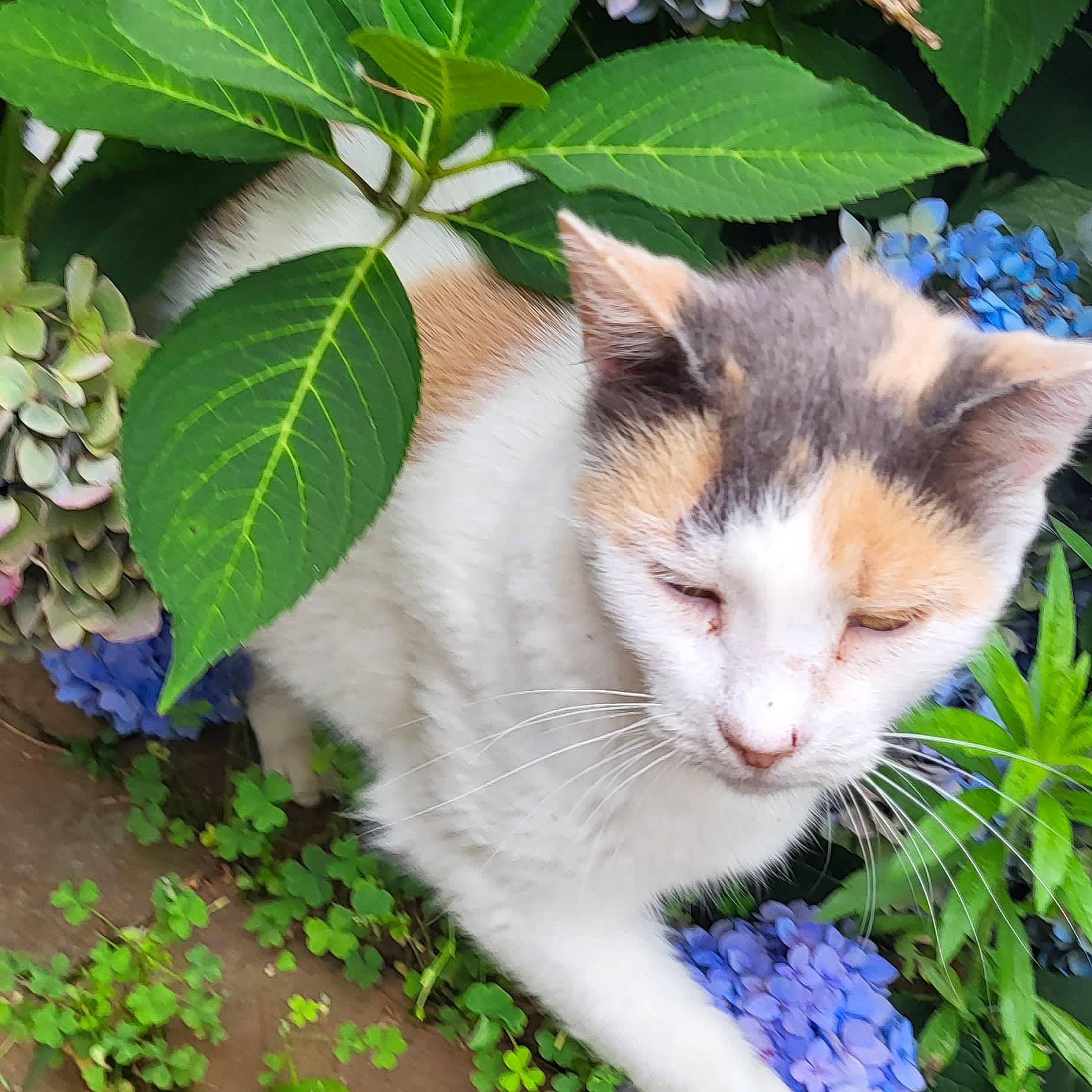 Buttercup is registered to the contest to win money with this photo: carnivore, cat, domestic_short_haired_cat, fawn, felidae, fur, gardening, grass, green, groundcover, herb, paw, plant, shrub, small_to_medium_sized_cats, snout, tail, tree, water_forget_me_not, whiskers
