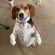 Finlay joined the competition — help win amazing prizes! animal, beagle, black, brown, canine, carpet, collar, companion, cute, dog, ears, front_paws_up, happy, indoor, mammal, pet, playful, sitting, tongue_out, white