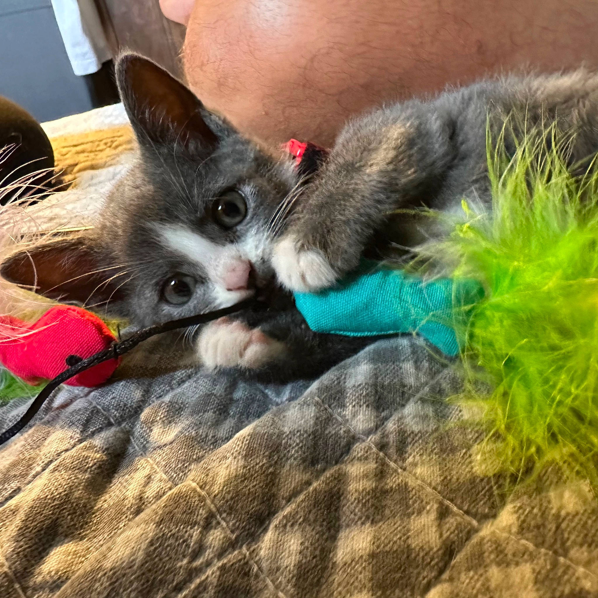 Asher joined the competition — help win amazing prizes! canidae, carnivore, cat, cat_toy, claw, comfort, couch, domestic_short_haired_cat, fawn, felidae, foot, fur, grey, human_leg, lap, paw, small_to_medium_sized_cats, snout, tail, whiskers