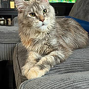 àurea Veda joined the competition — help win amazing prizes! cat, fluffy, gray_couch, green_eyes, living_room, fish_tank, sunflower, indoor, pet, furniture, relaxed, closeup, portrait, mammal, whiskers, ears, paws, home_decor, cozy, seated