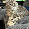 cat, fluffy, gray_couch, green_eyes, living_room, fish_tank, sunflower, indoor, pet, furniture, relaxed, closeup, portrait, mammal, whiskers, ears, paws, home_decor, cozy, seated