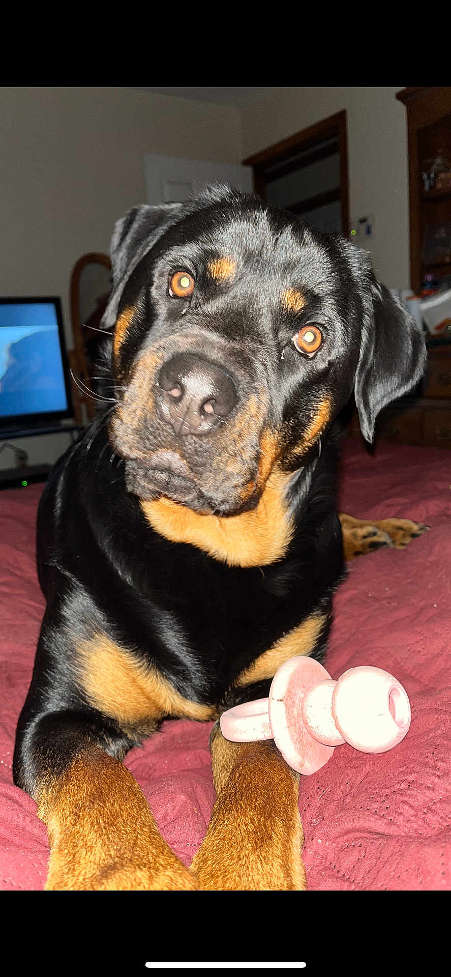 Zoey is registered to the contest to win money with this photo: dog, rottweiler, pet, portrait, indoor, bed, blanket, toy, pacifier, front_paws, head_tilt, close_up, shiny_eyes, black_fur, brown_markings, muzzle, nose, whiskers, flash, domestic_animal